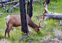 Cervus elaphus nelsoni